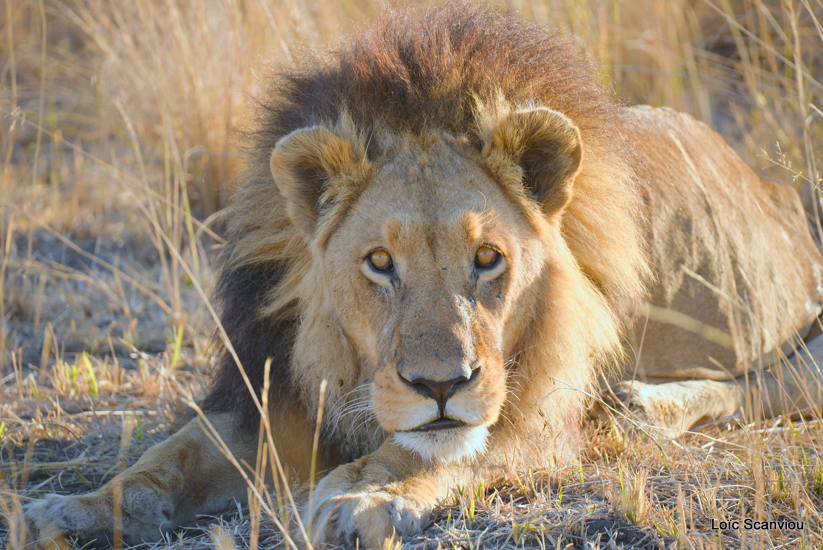 Lion mâle/Male Lion (2)