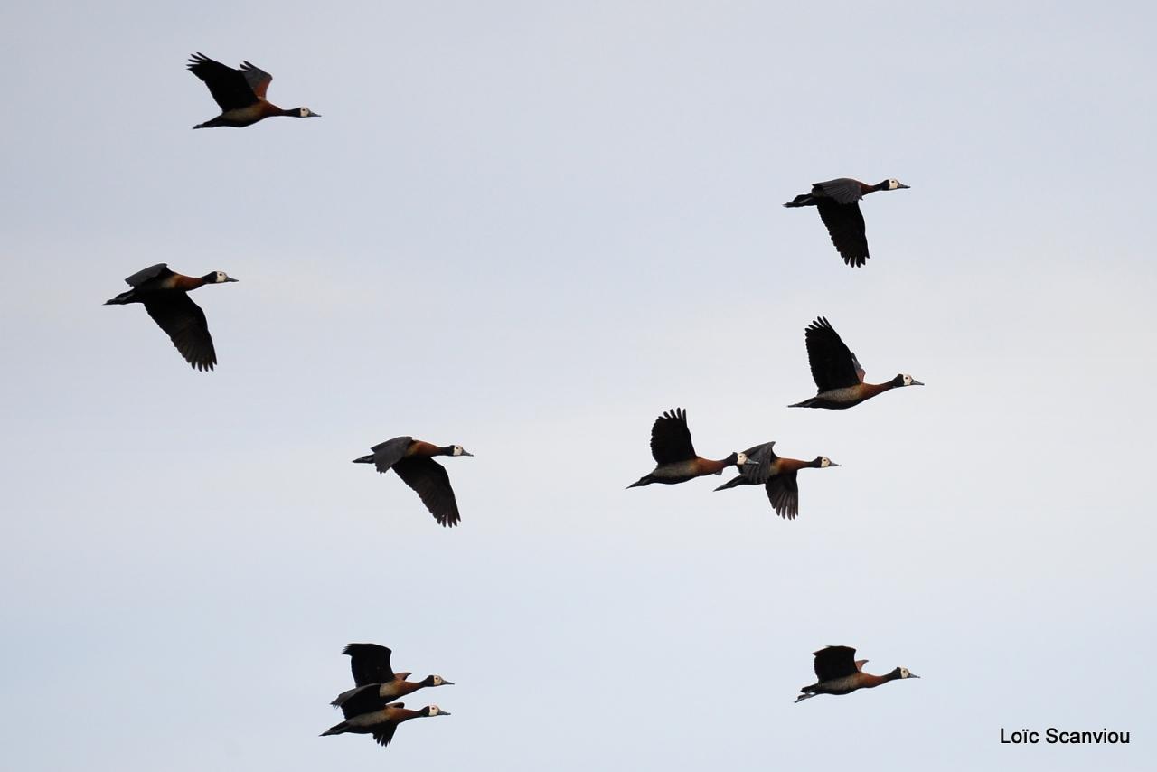 Dendrocygne veuf/White-faced Whistling-Duck (1)