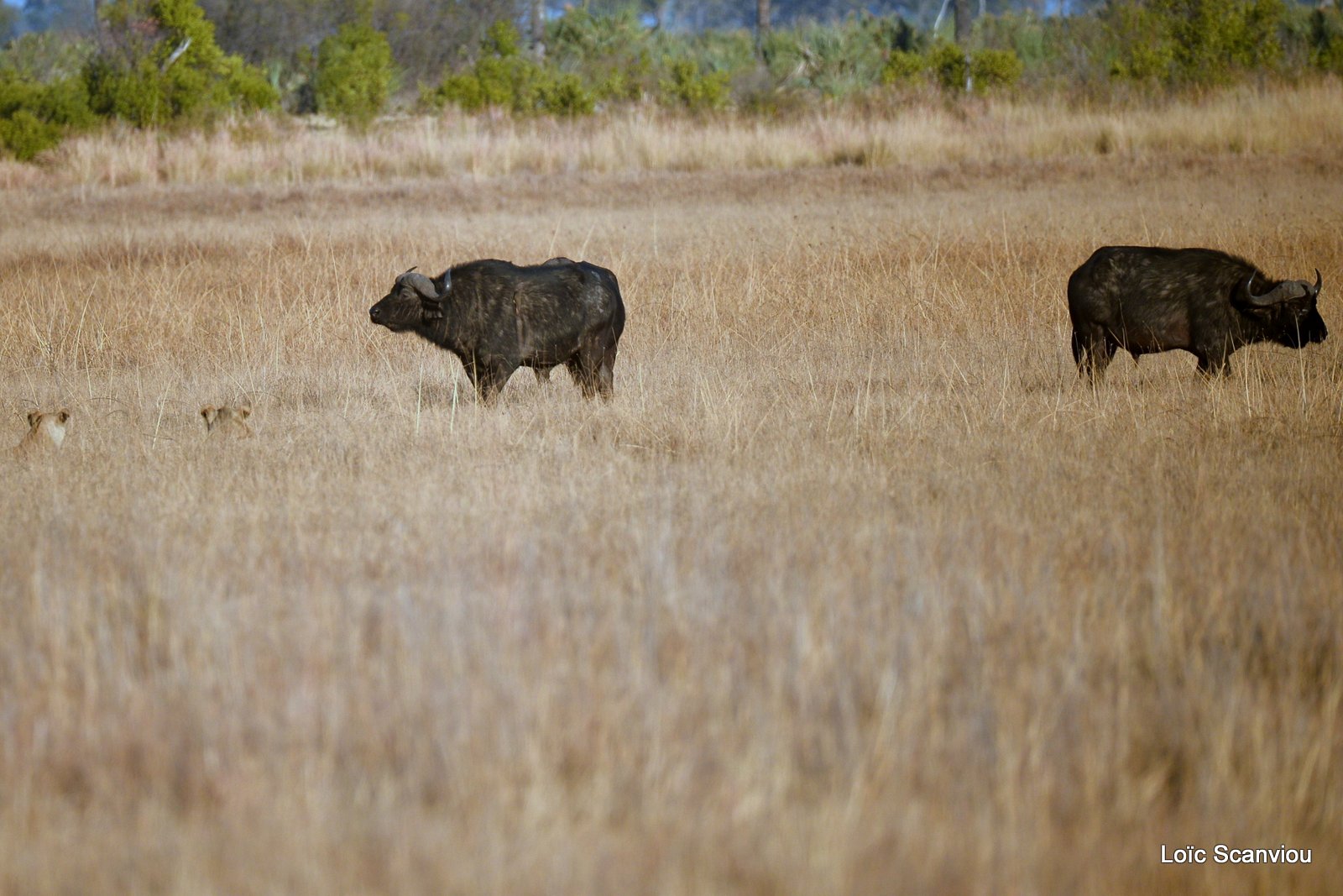 Lions et buffles/Lions and Buffaloes (1)