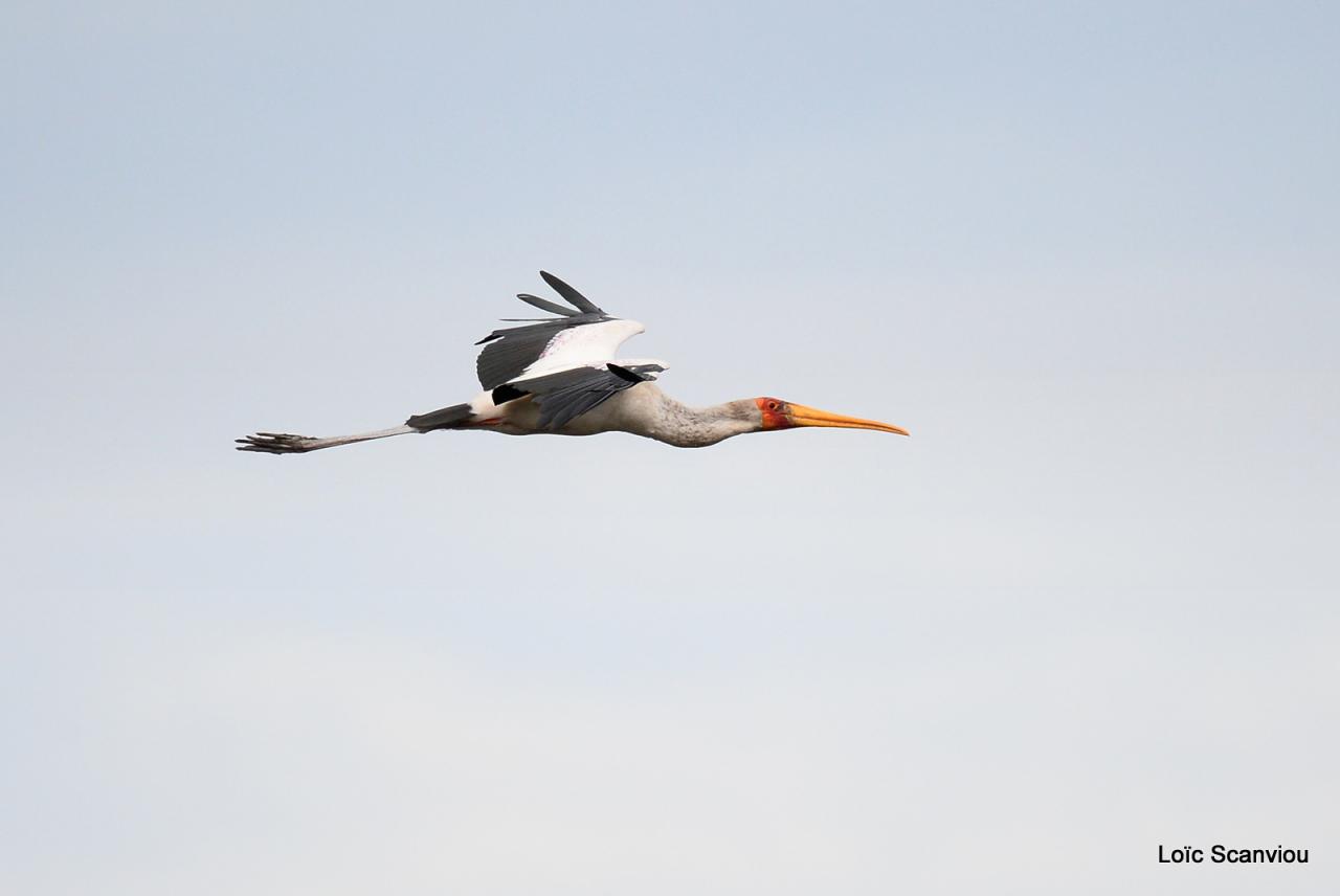 Tantale Ibis/Yellow-billed Stork (2)