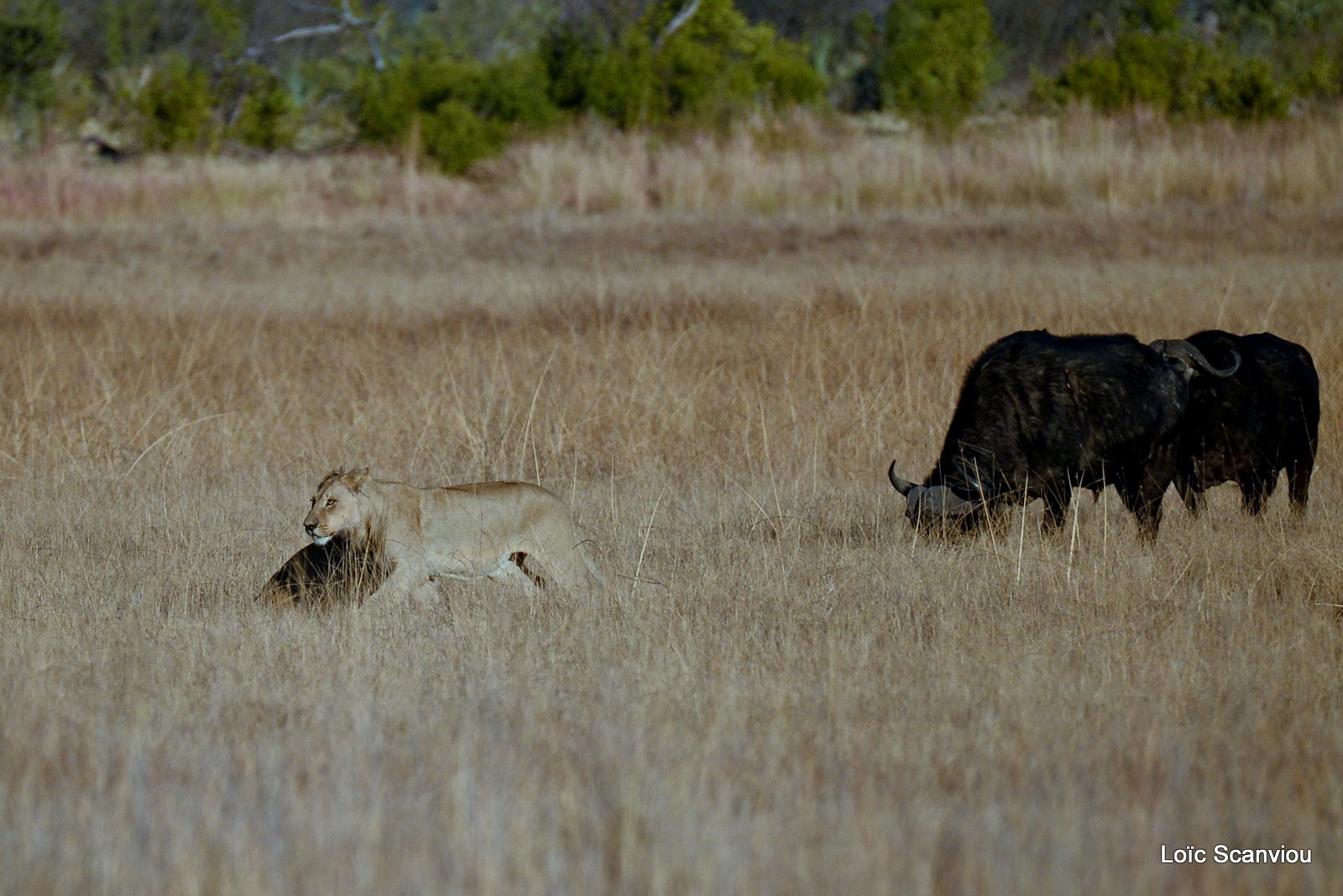 Lions et buffles/Lions and Buffaloes (2)