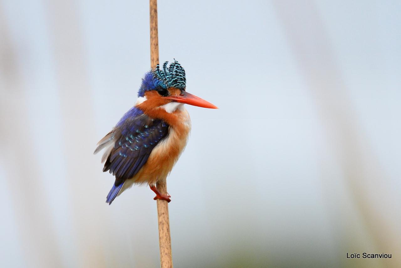 Martin-pêcheur huppé/Malachite Kingfisher (3)
