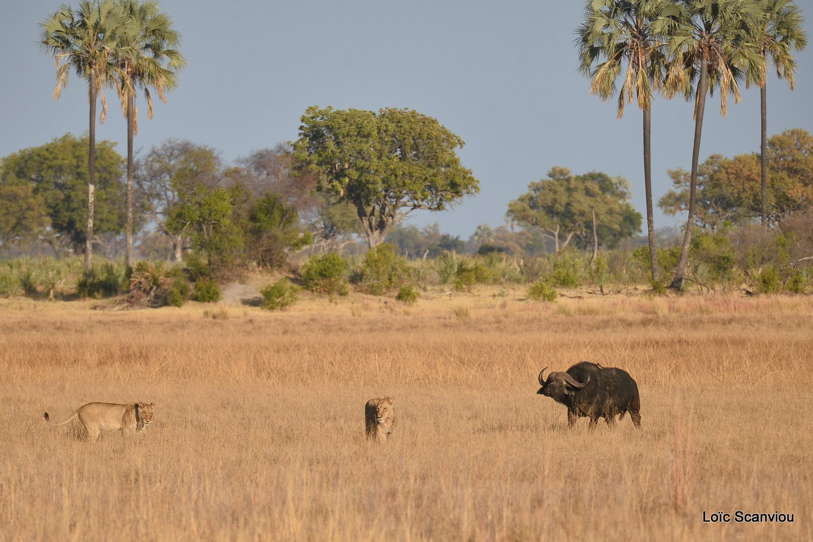 Lions et buffles/Lions and Buffaloes (3)