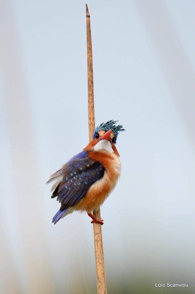 Martin-pêcheur huppé/Malachite Kingfisher (4)