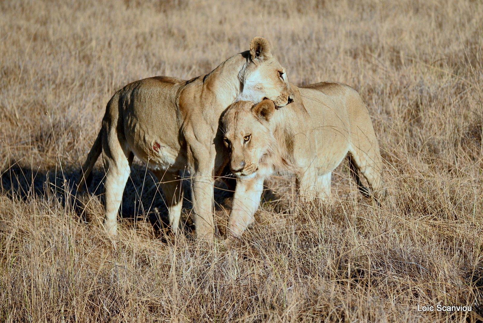 Lions/Lions (1)