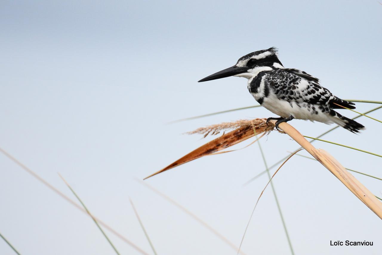 Martin-pêcheur pie/Pied Kingfisher (1)