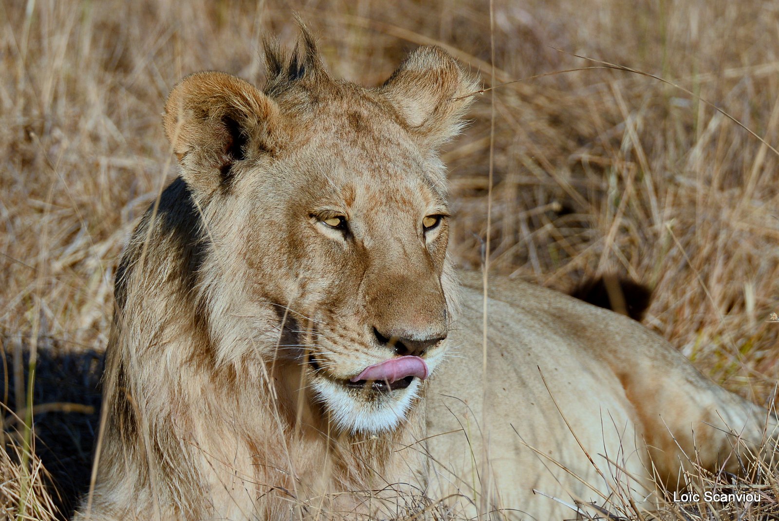 Lion mâle adolescent/Young Male Lion (1)