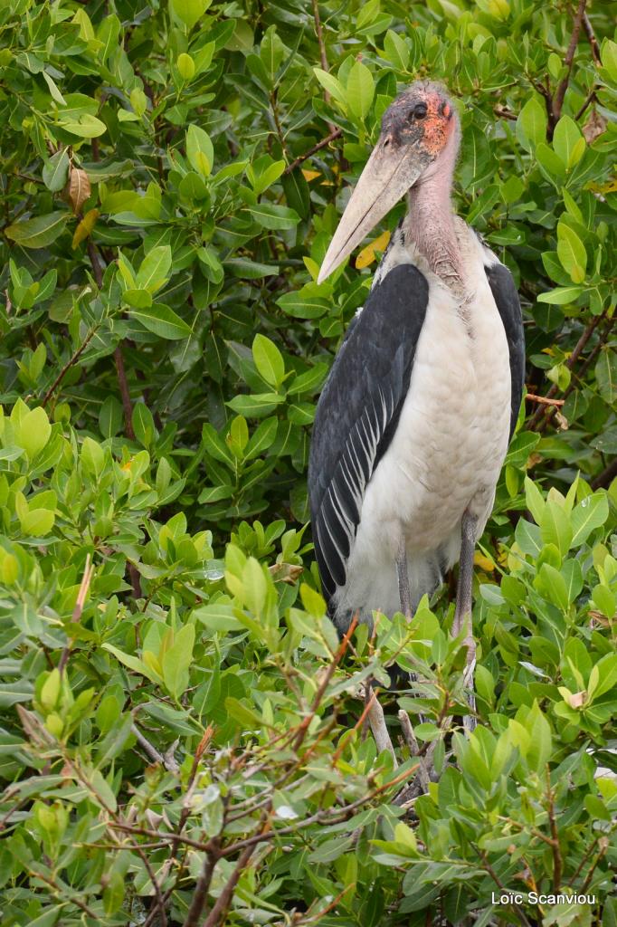 Marabout/Marabou Stork (4)