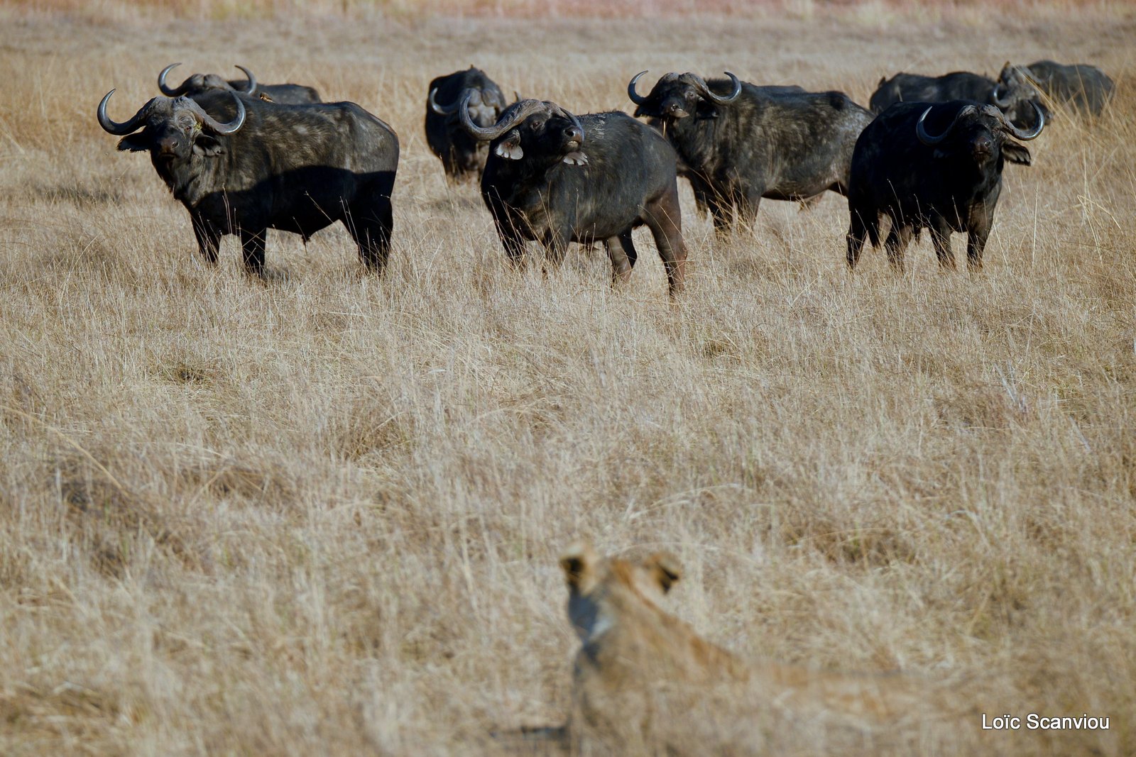 Lions et buffles/Lions and Buffaloes (4)