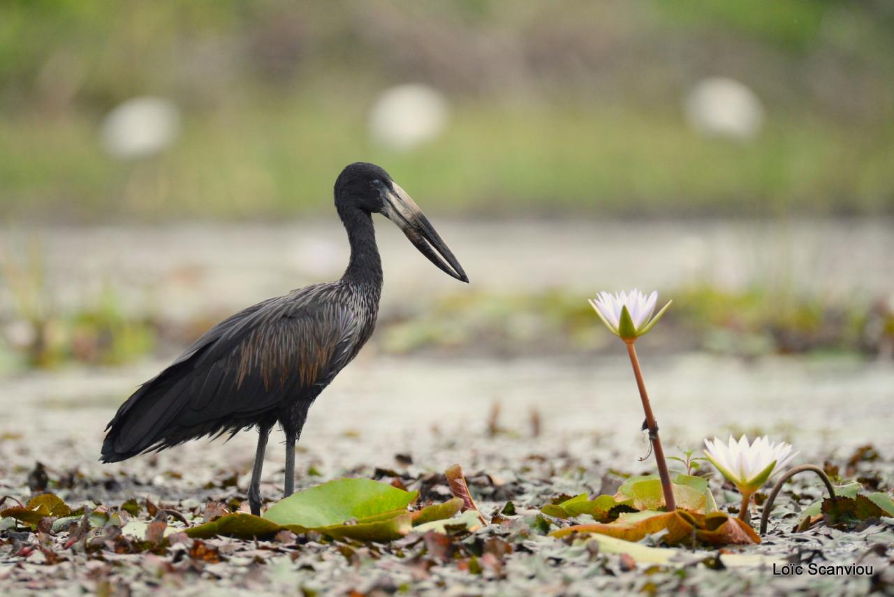 Bec-ouvert africain/African Open-billed Stork (1)