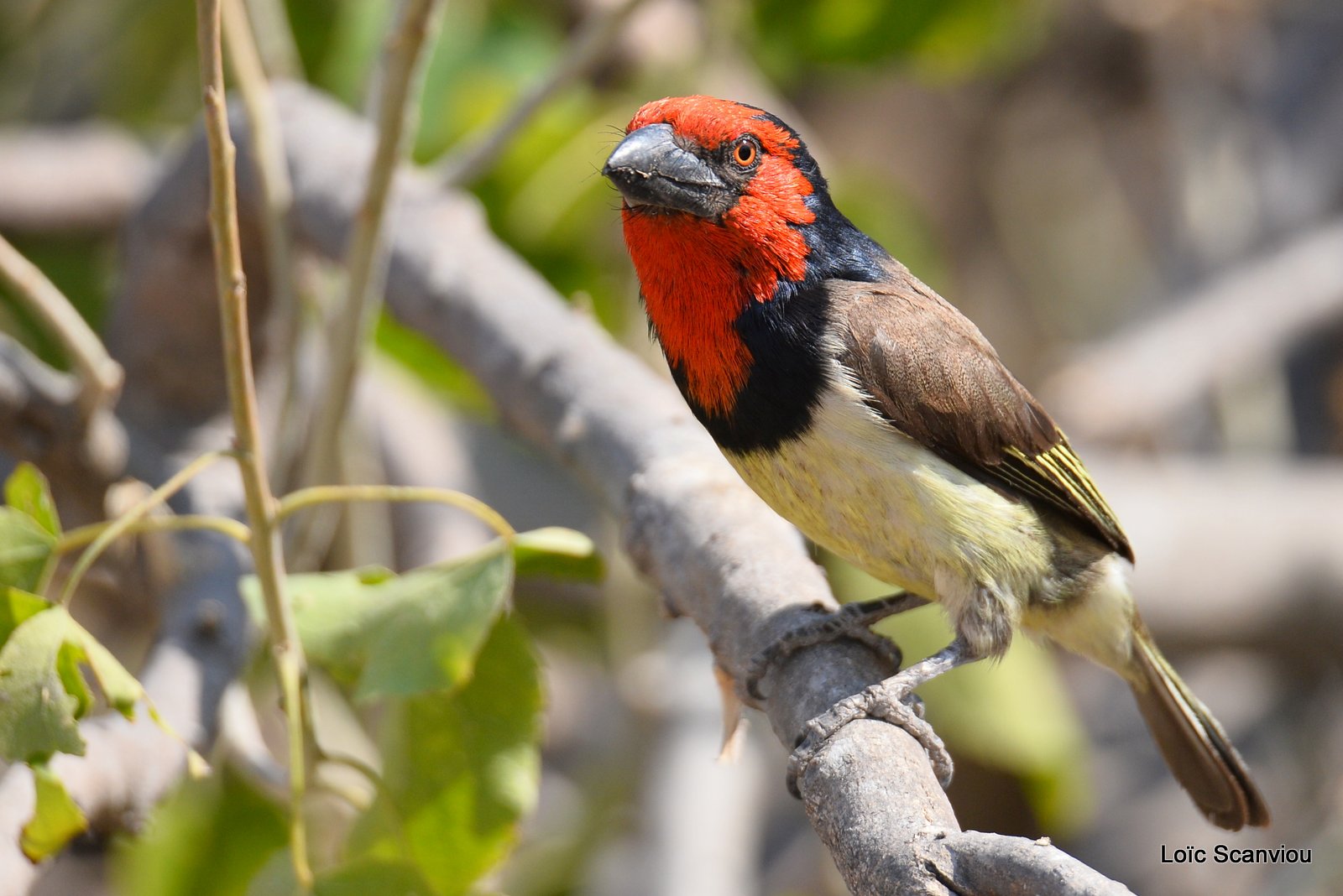 Barbican à collier/Black-collared Barbet (1)