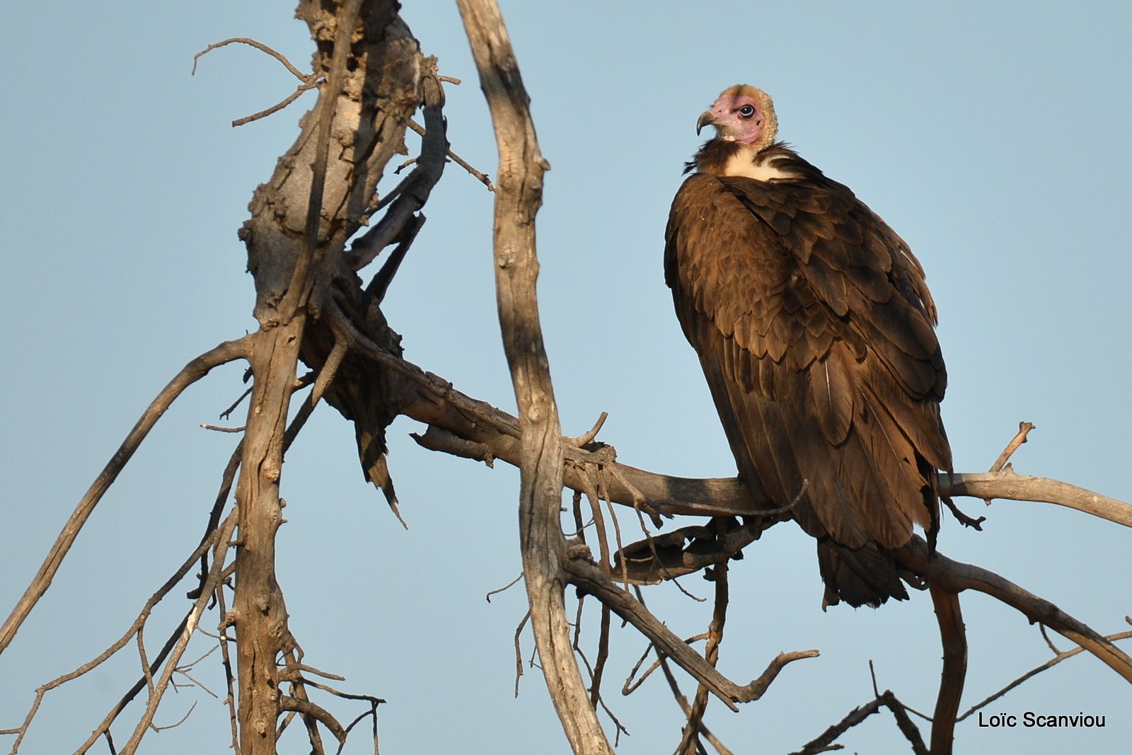 Vautour charognard/Hooded Vulture (1)