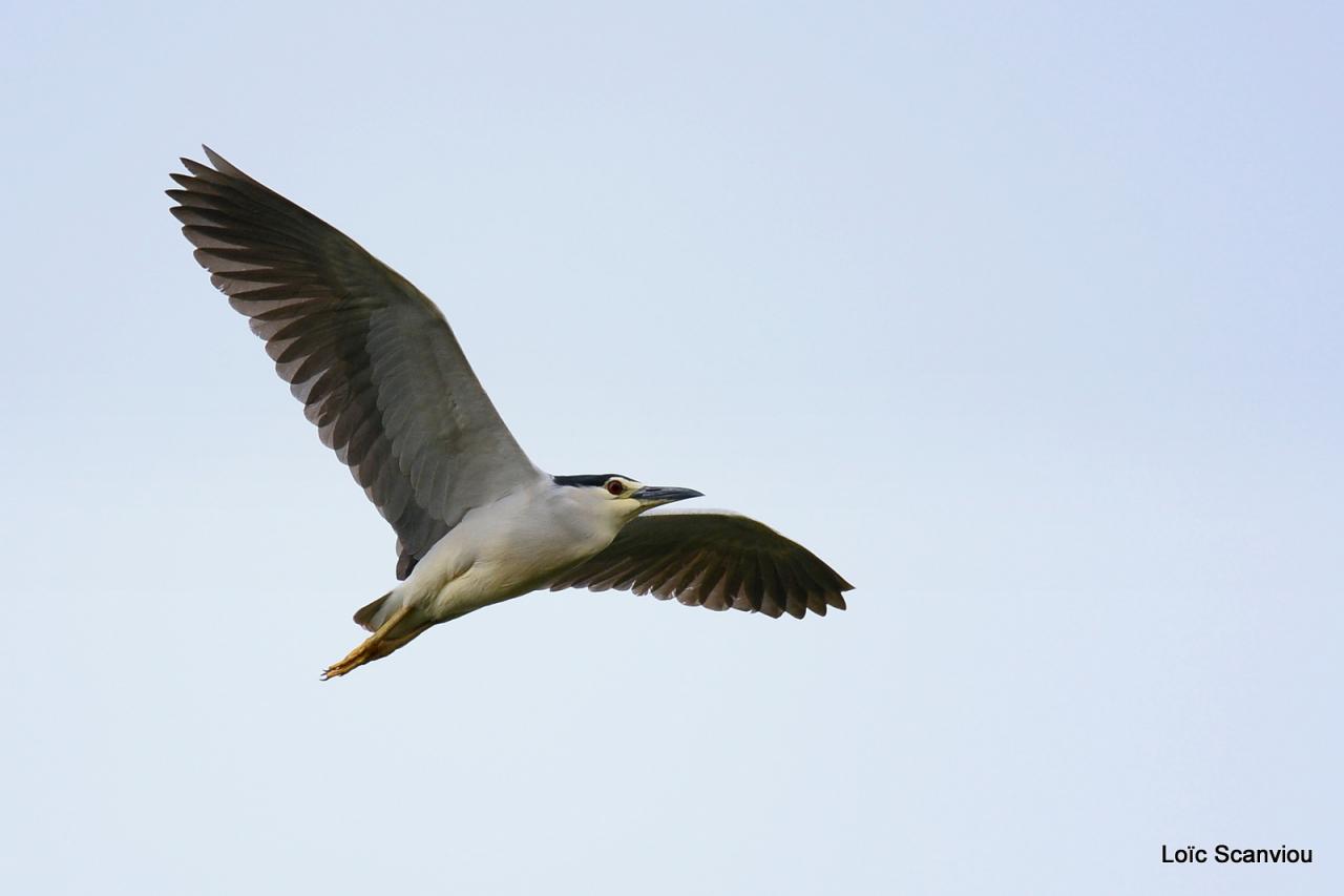 Bihoreau gris/Black-crowned Night-Heron (1)