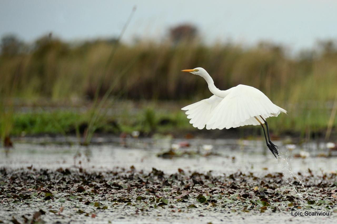 Aigrette/Egret (1)