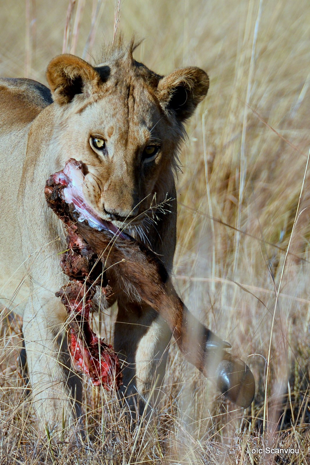 Lion mâle adolescent/Young Male Lion (3)