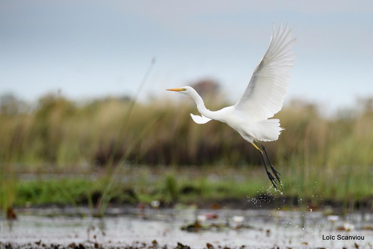 Aigrette/Egret (2)
