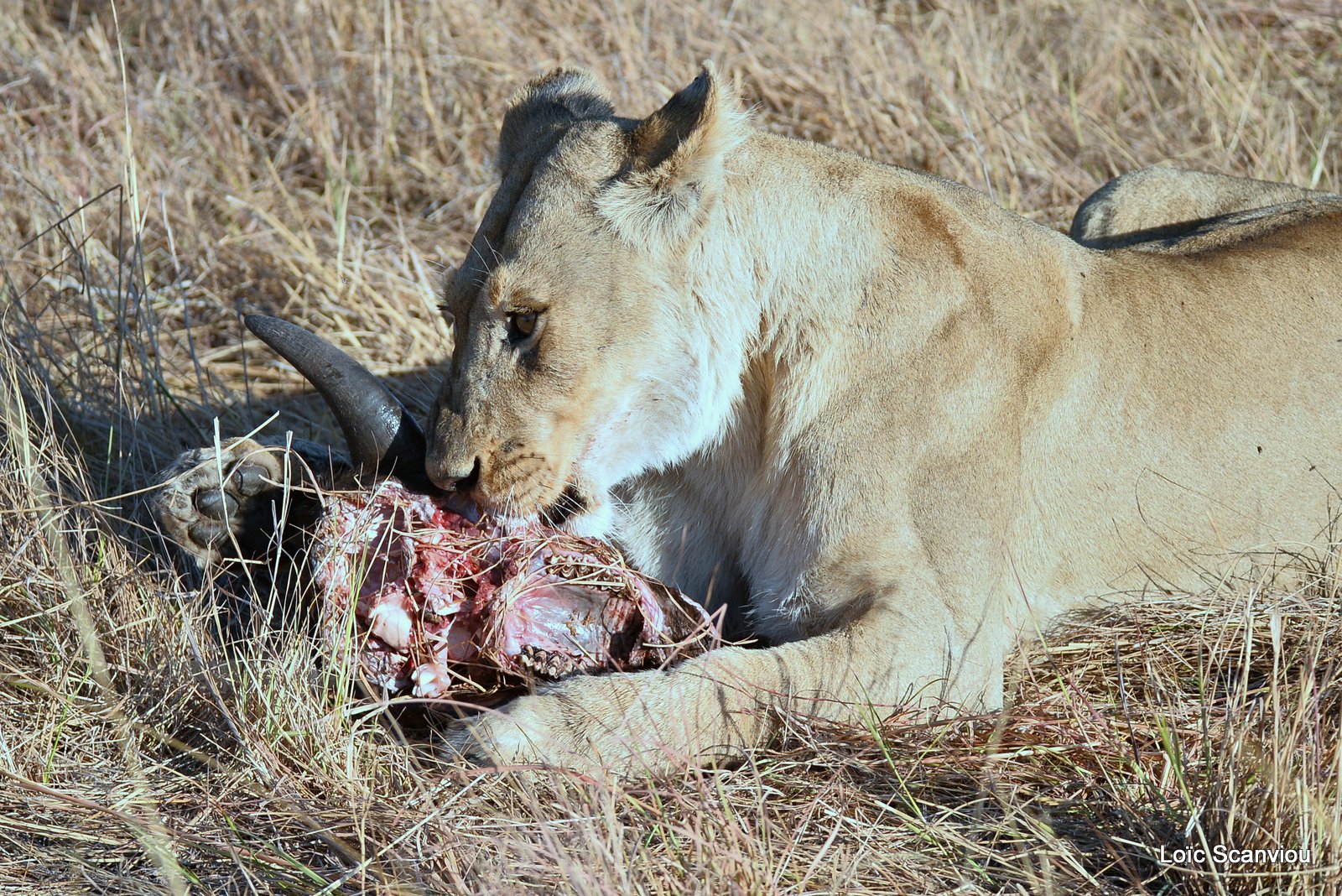 Lionne mangeant/Lioness eating (1)
