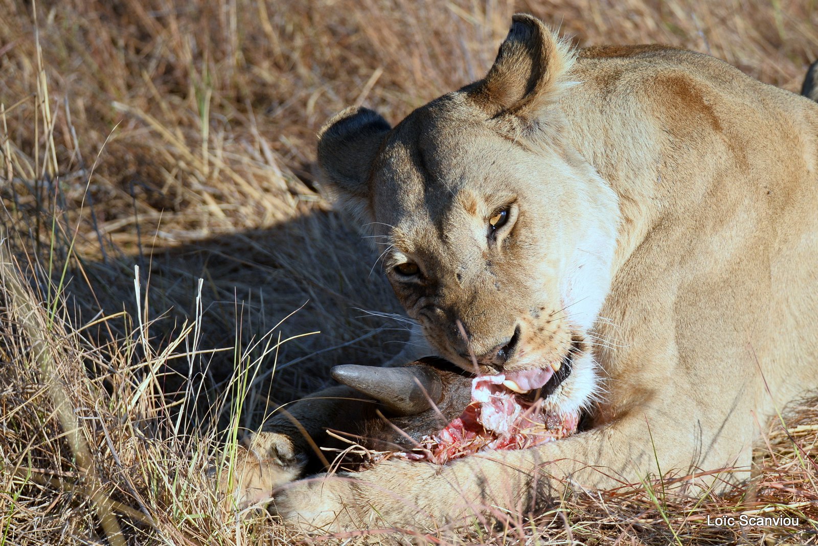Lionne mangeant/Lioness eating (2)