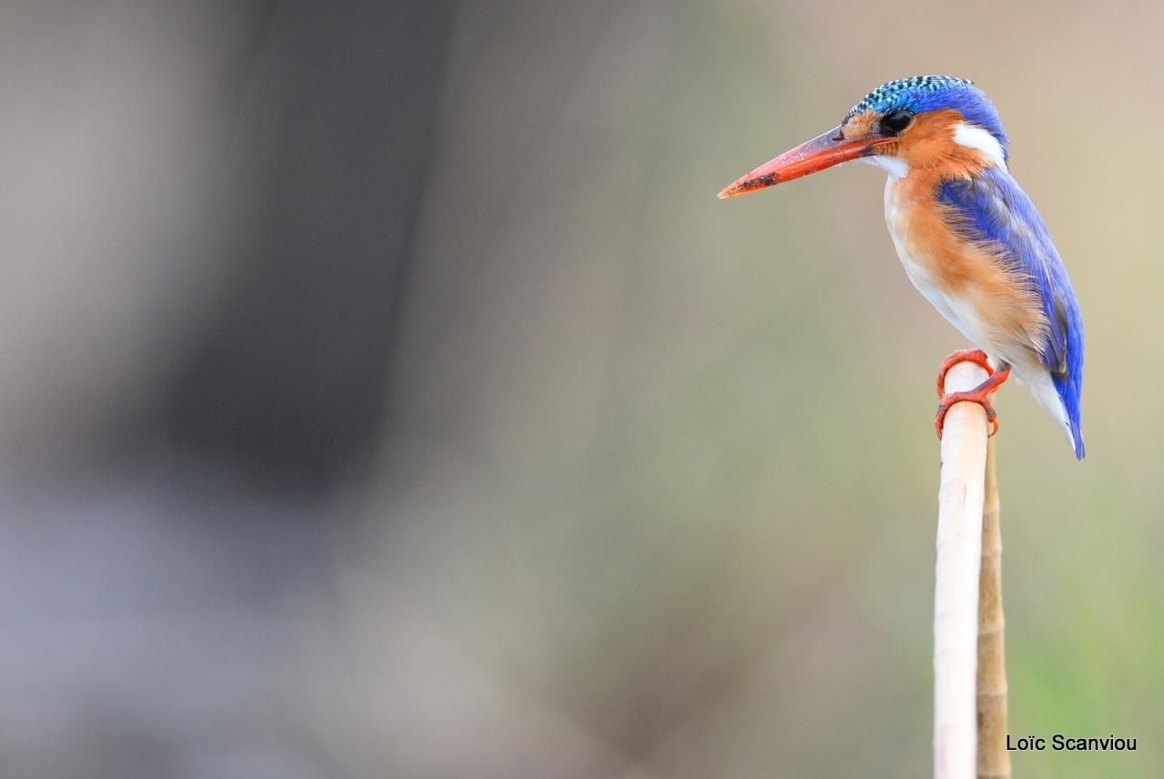 Martin-pêcheur huppé/Malachite Kingfisher (5)