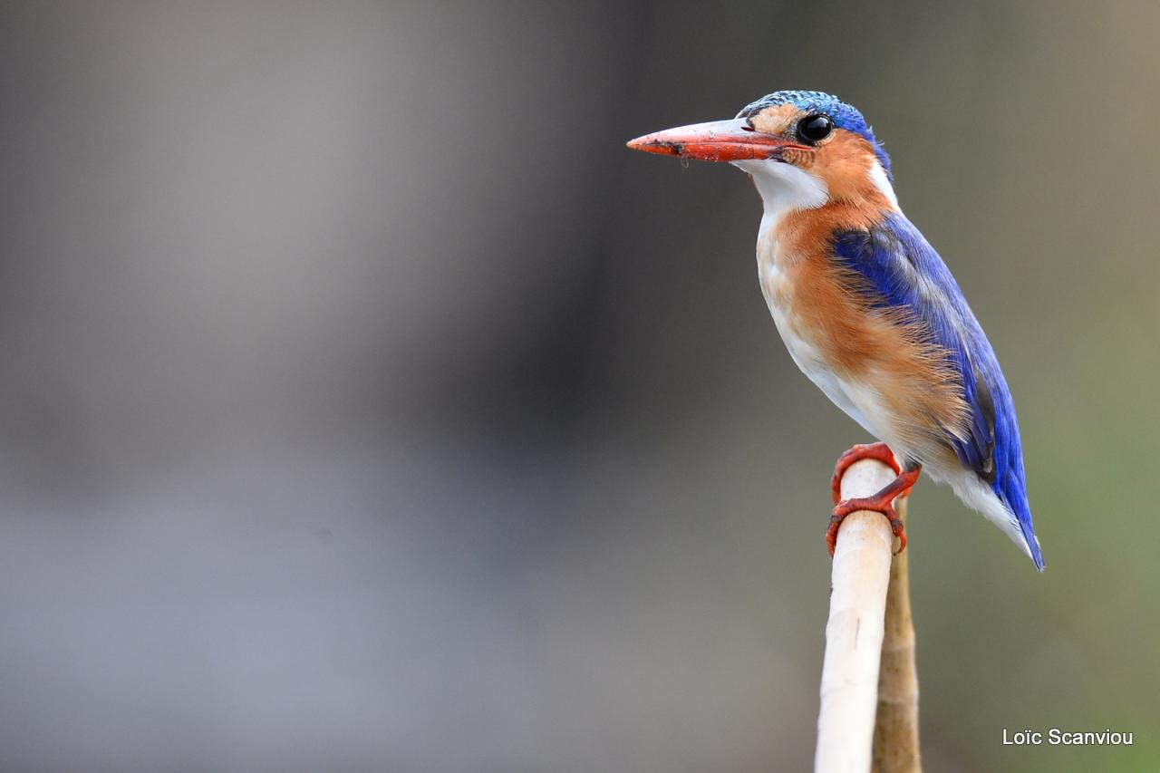 Martin-pêcheur huppé/Malachite Kingfisher (6)