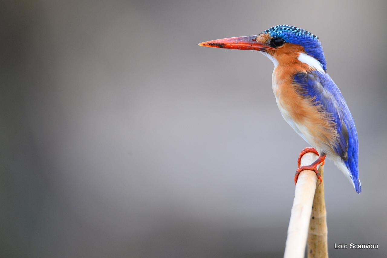 Martin-pêcheur huppé/Malachite Kingfisher (7)