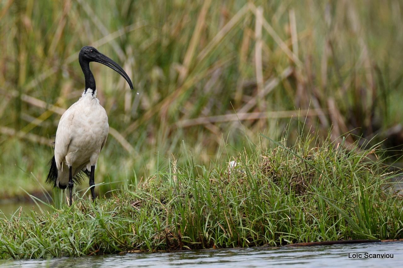 Ibis sacré/Sacred Ibis (1)
