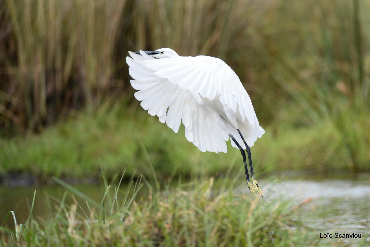 Aigrette/Egret (3)