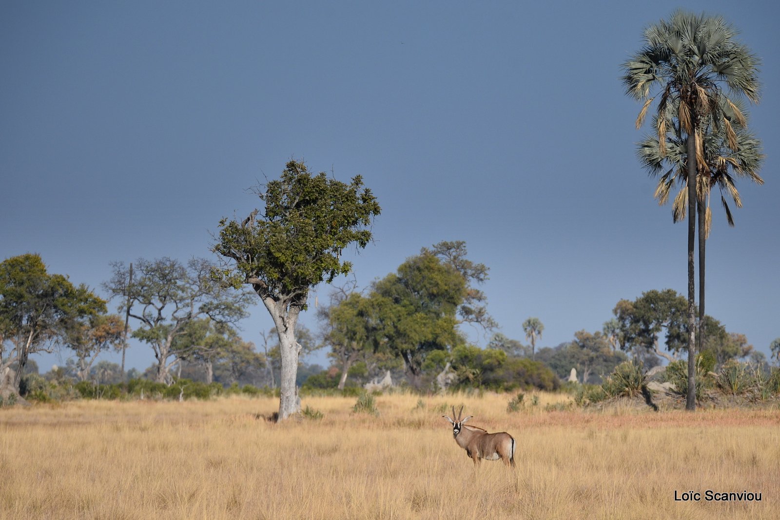 Antilope rouanne/Roan Antelope (4)