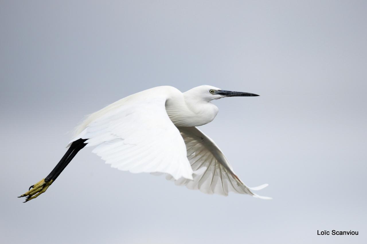 Aigrette/Egret (4)