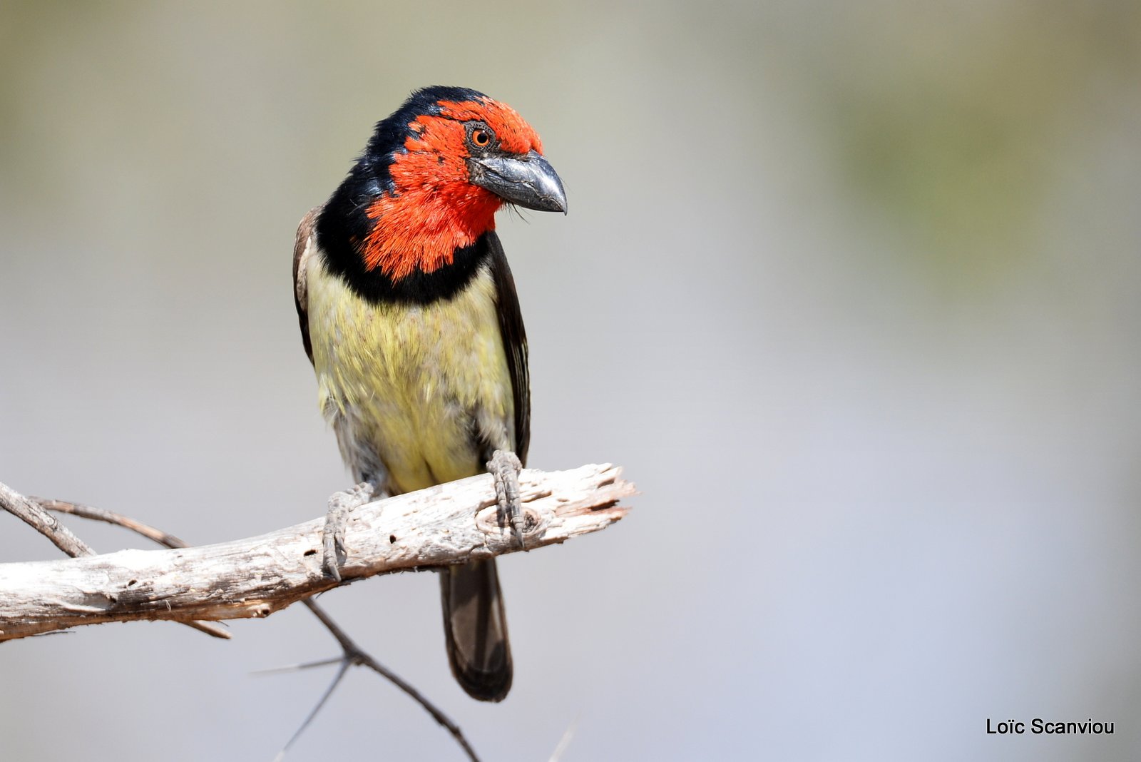 Barbican à collier/Black-collared Barbet (2)