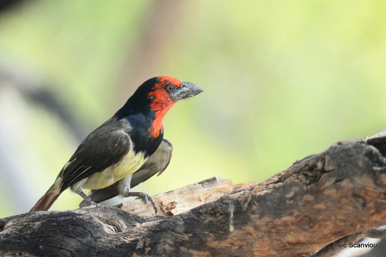 Barbican à collier/Black-collared Barbet (1)