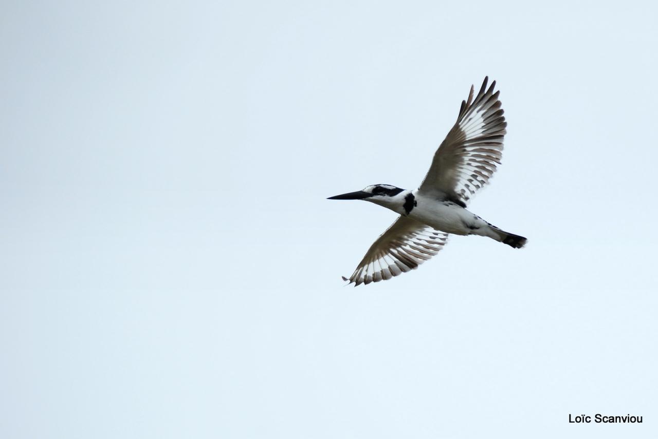 Martin-pêcheur pie/Pied Kingfisher (2)