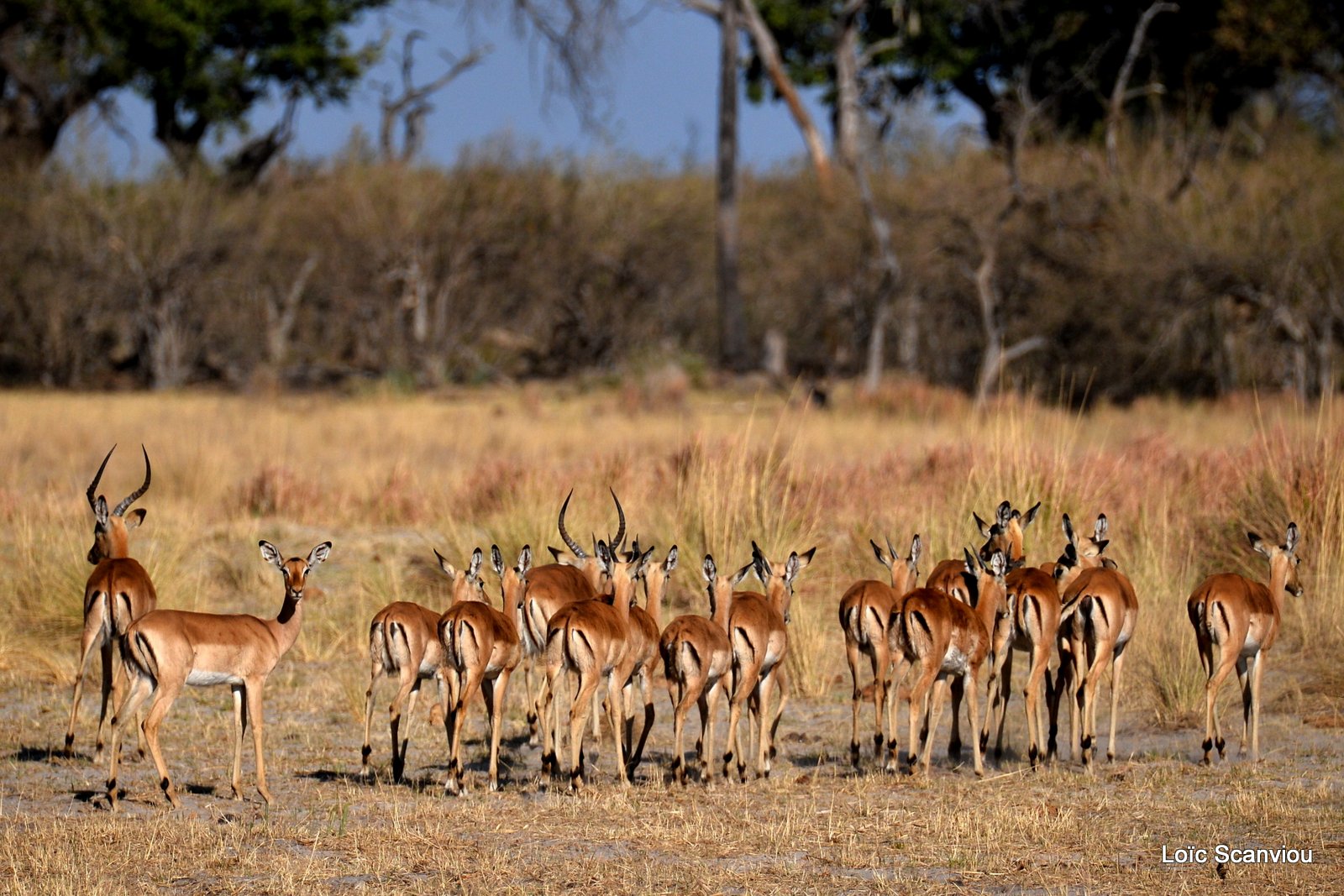 Impala (2)