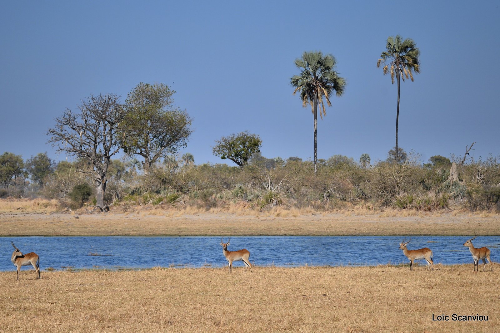 Cobe de Lechwe/Red Lechwe (1)