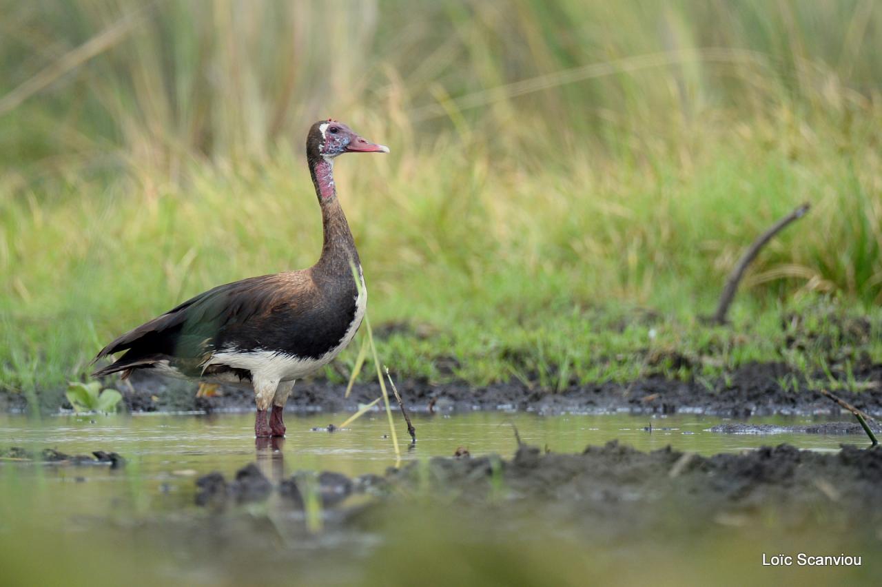 Oie armée de gambie/Spur-winged Goose (1)