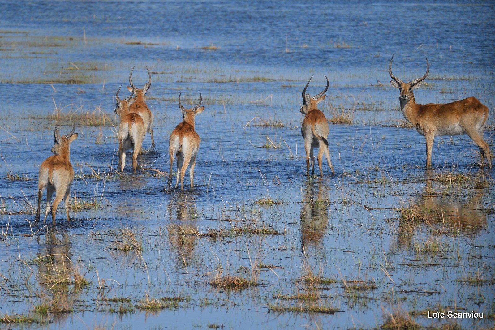 Cobe de Lechwe/Red Lechwe (2)