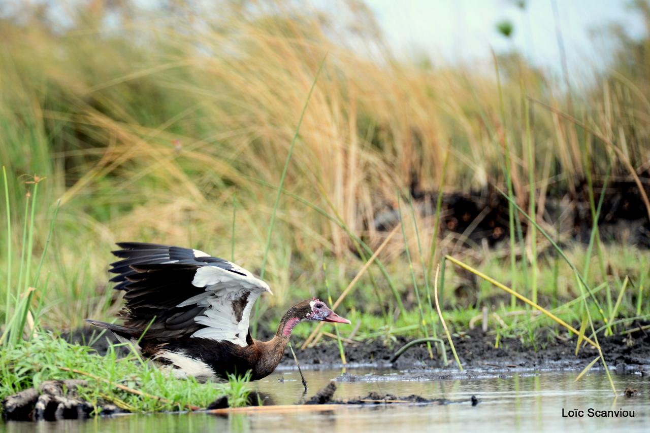 Oie armée de gambie/Spur-winged Goose (2)