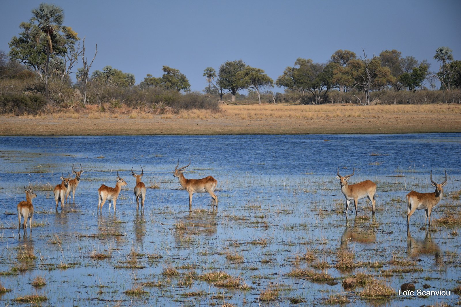 Cobe de Lechwe/Red Lechwe (3)