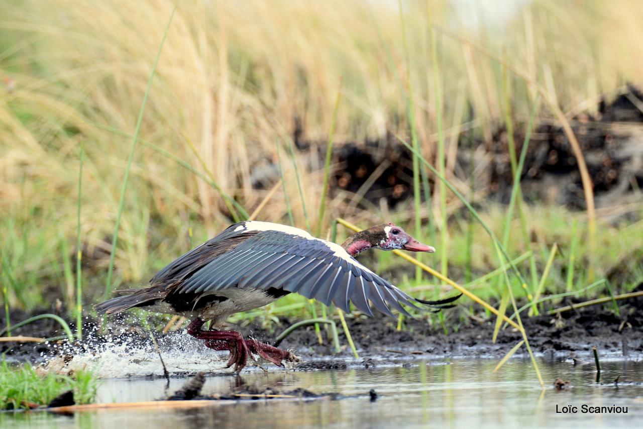 Oie armée de gambie/Spur-winged Goose (3)
