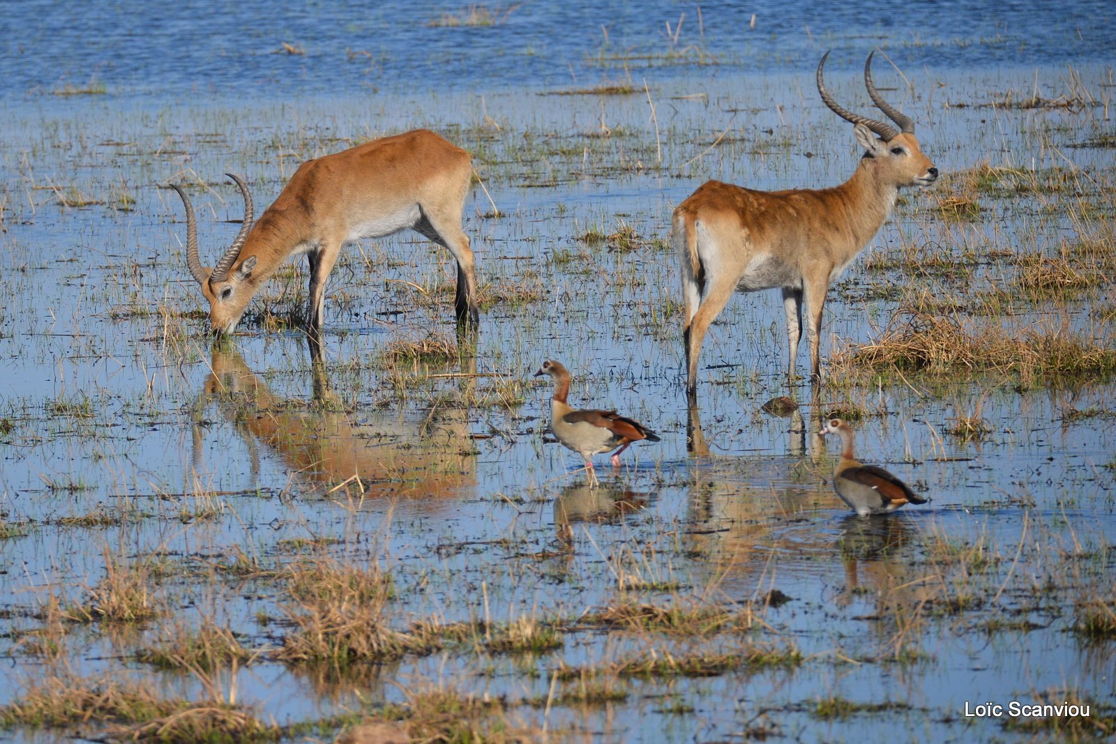 Cobe de Lechwe/Red Lechwe (4)