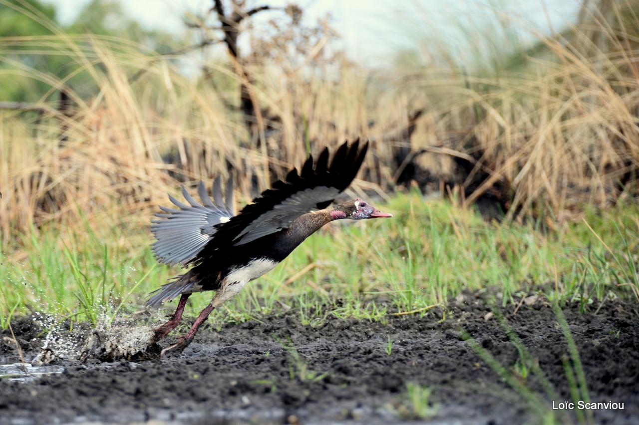 Oie armée de gambie/Spur-winged Goose (4)