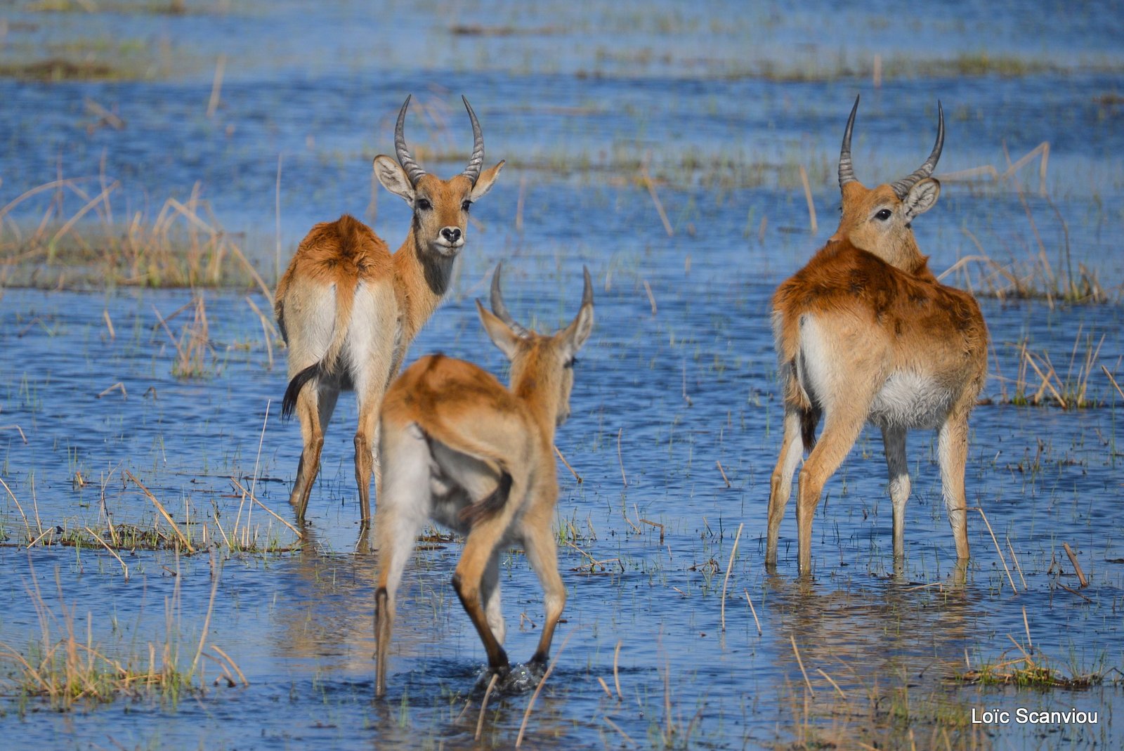 Cobe de Lechwe/Red Lechwe (5)