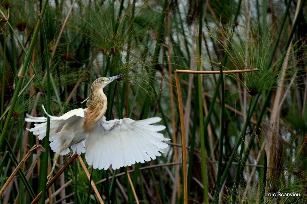 Crabier chevelu/Squacco Heron (1)
