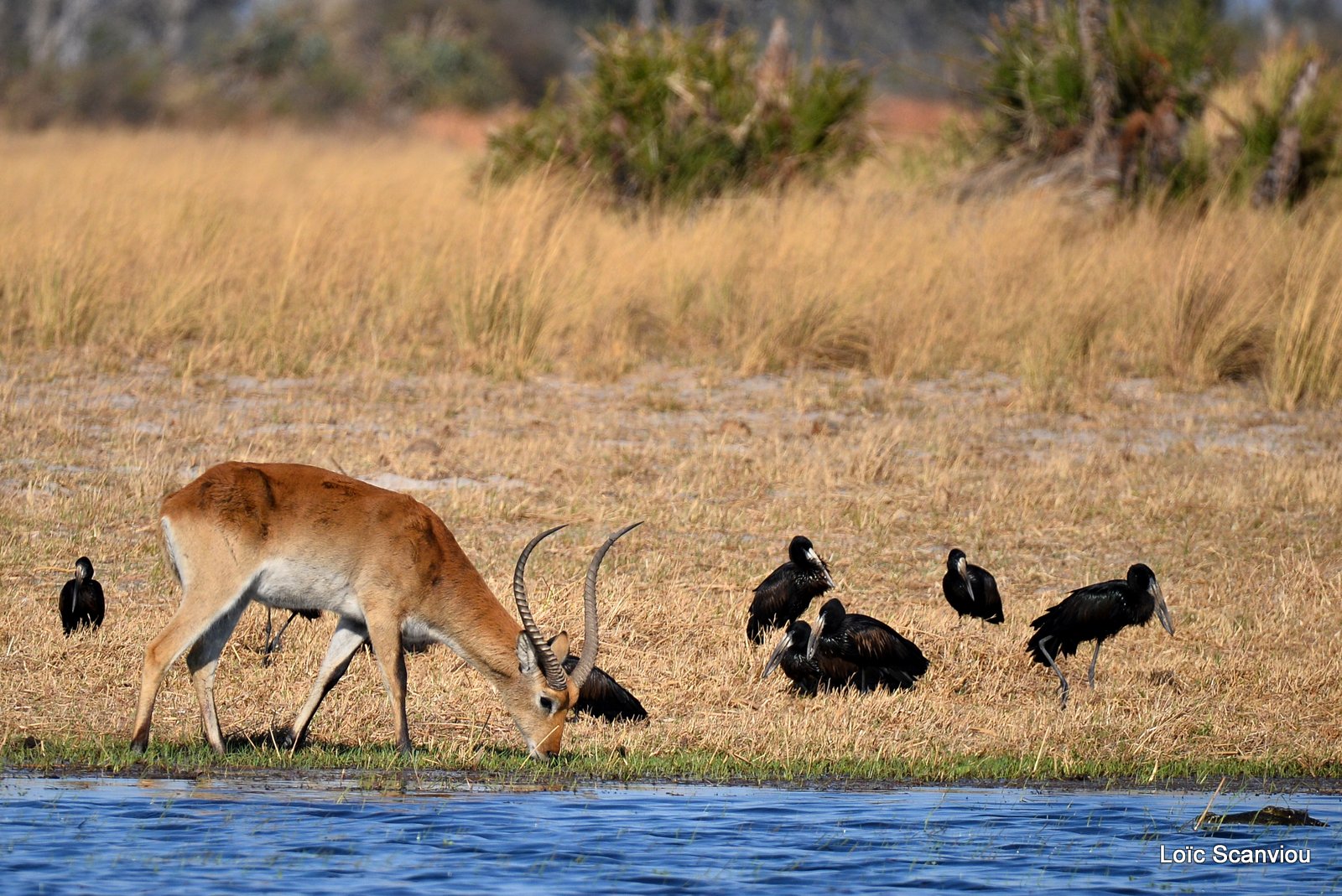 Cobe de Lechwe/Red Lechwe (6)