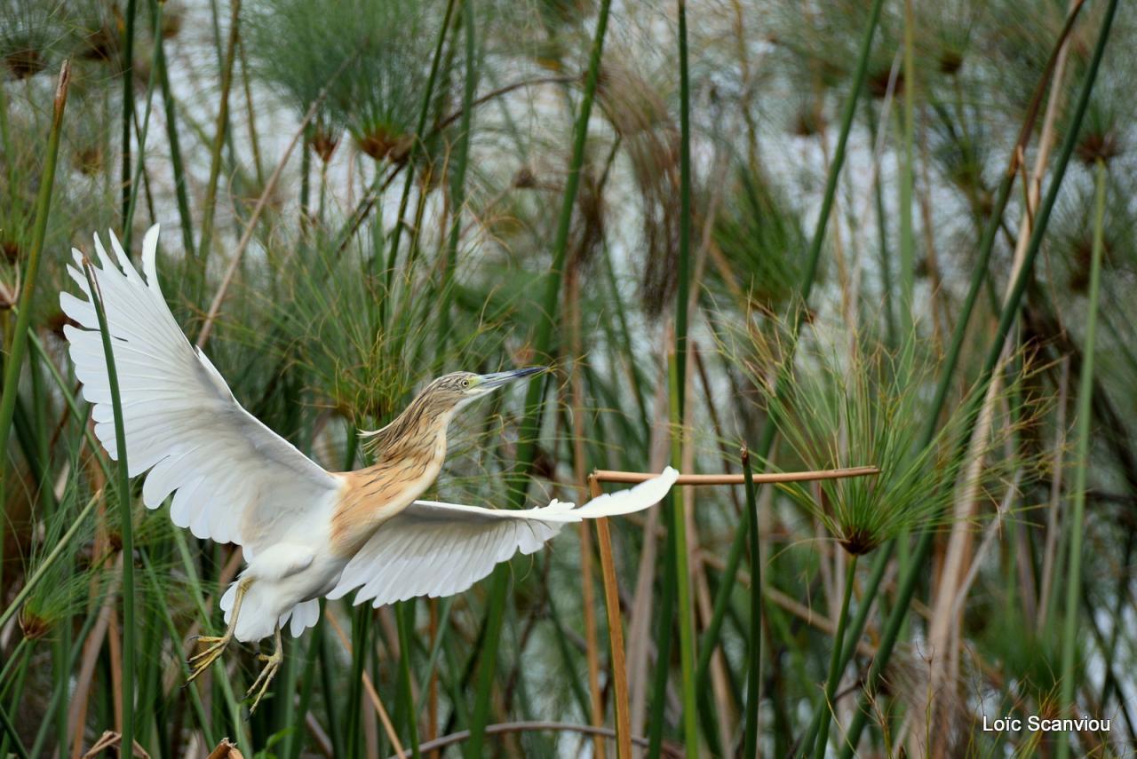 Crabier chevelu/Squacco Heron (2)