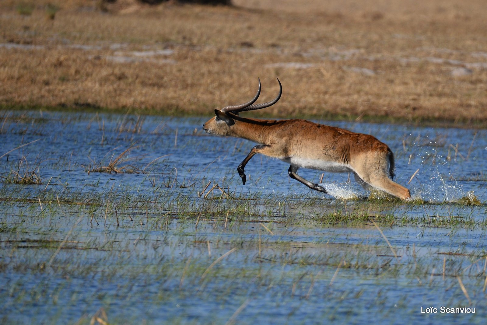 Cobe de Lechwe/Red Lechwe (7)