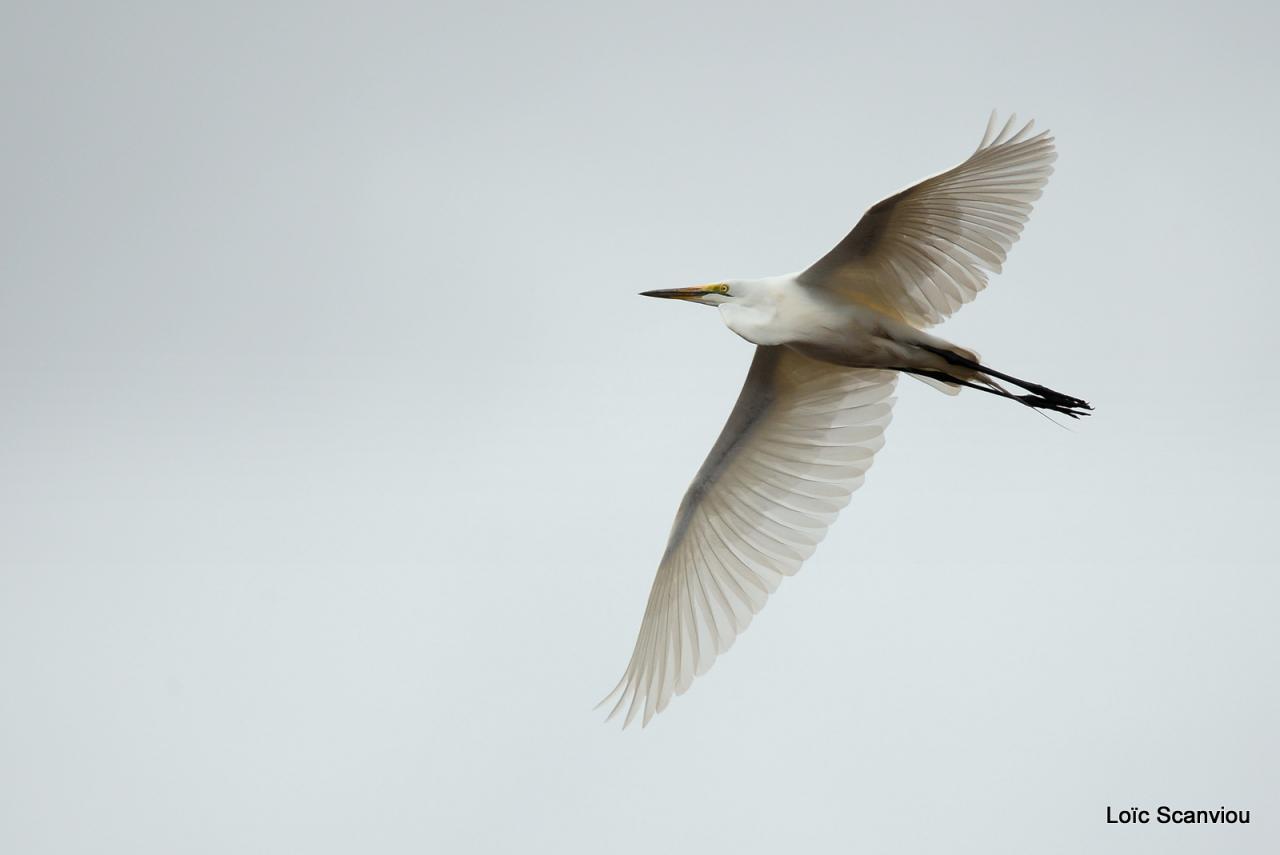 Héron garde-boeufs/Cattle Egret (1)