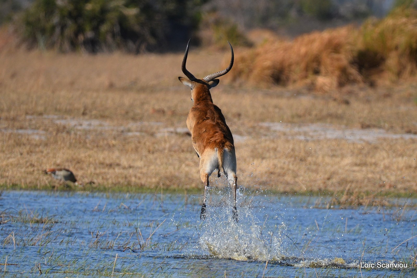 Cobe de Lechwe/Red Lechwe (8)