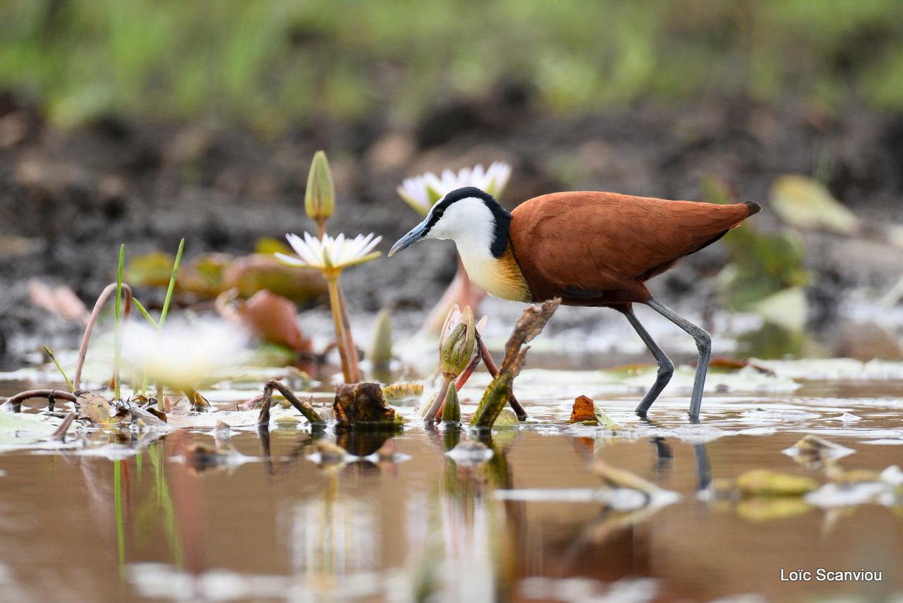 Jacana à poitrine dorée/African Jacana (2)