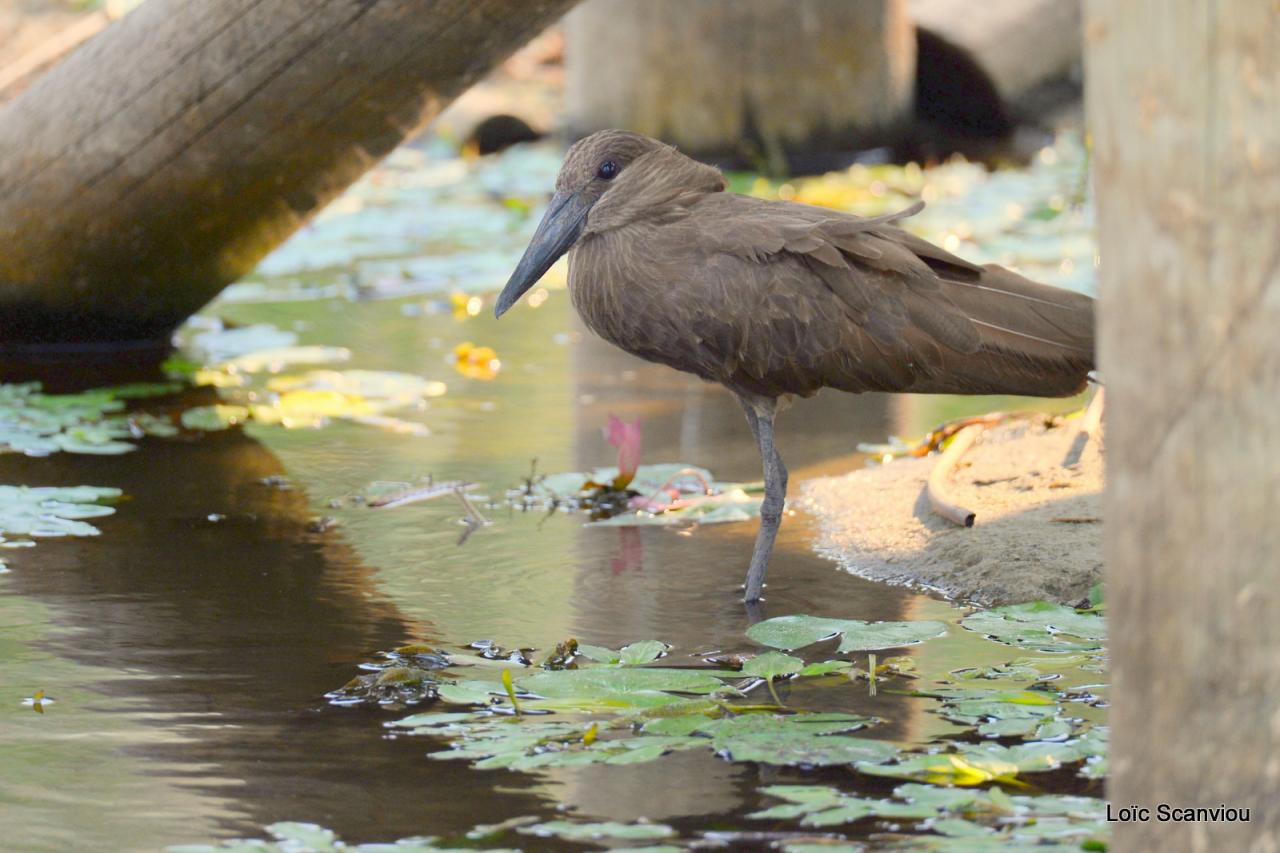 Ombrette/Hamerkop (1)